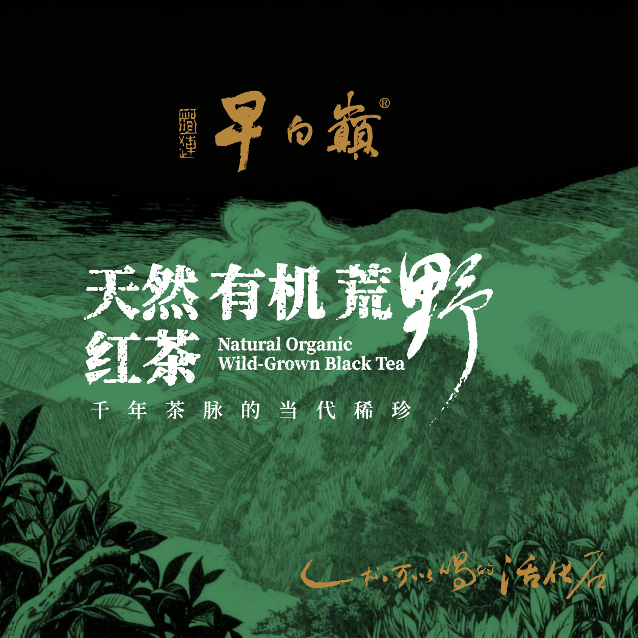 四川早白巅茶叶有限公司（天然有机荒野茶源头厂家）